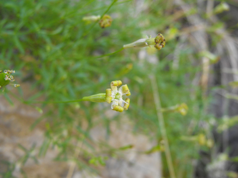 Silene saxifraga