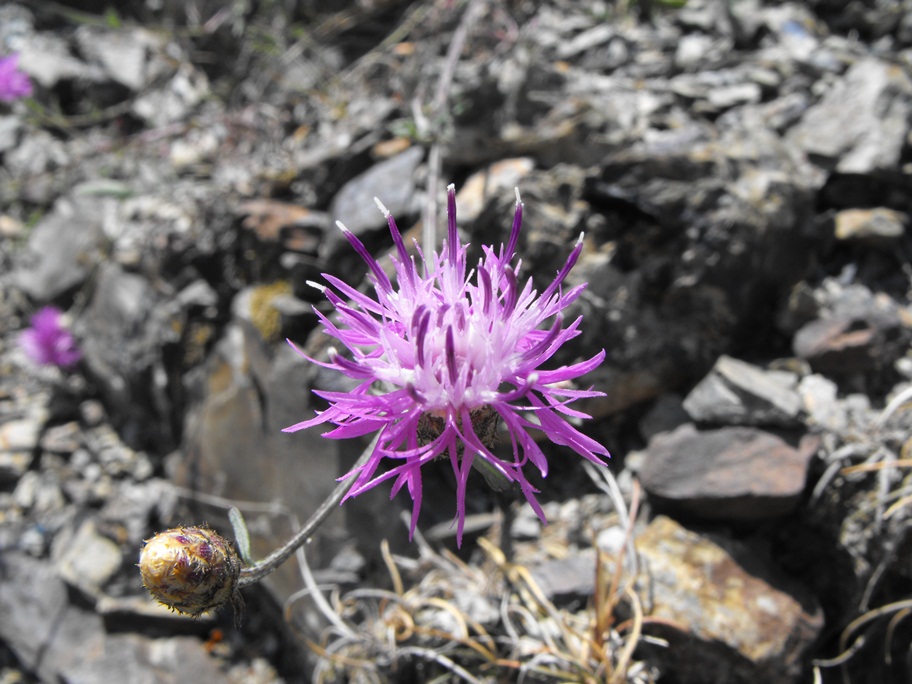 Centaurea scabiosa