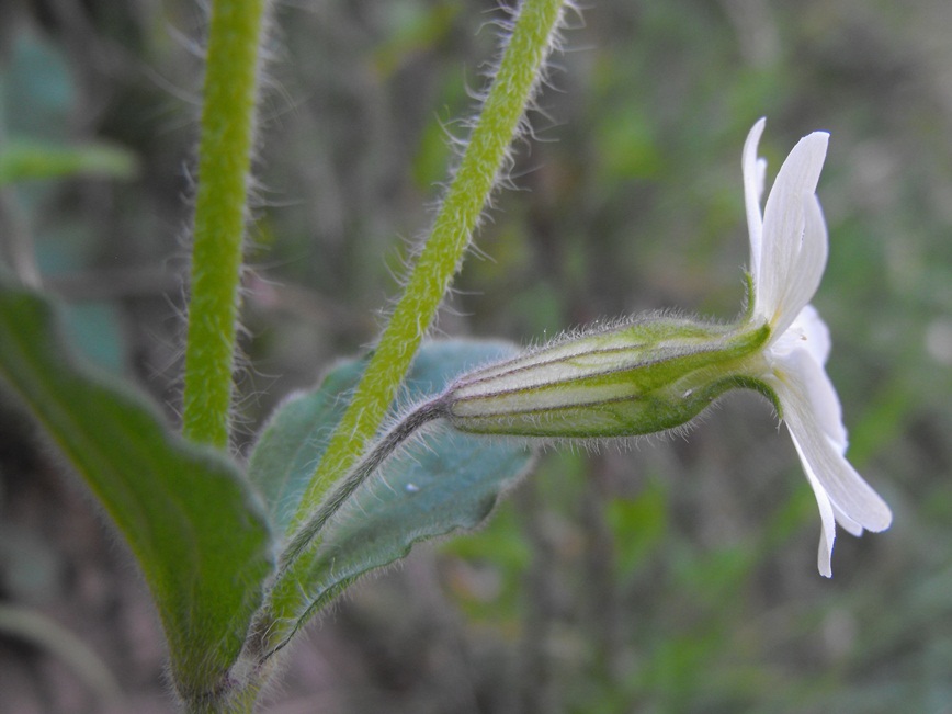 Silene latifolia (=Silene alba) / Silene bianca