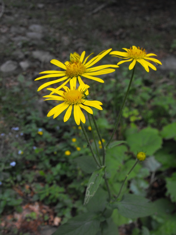 Doronicum austriacum / Doronico austriaco