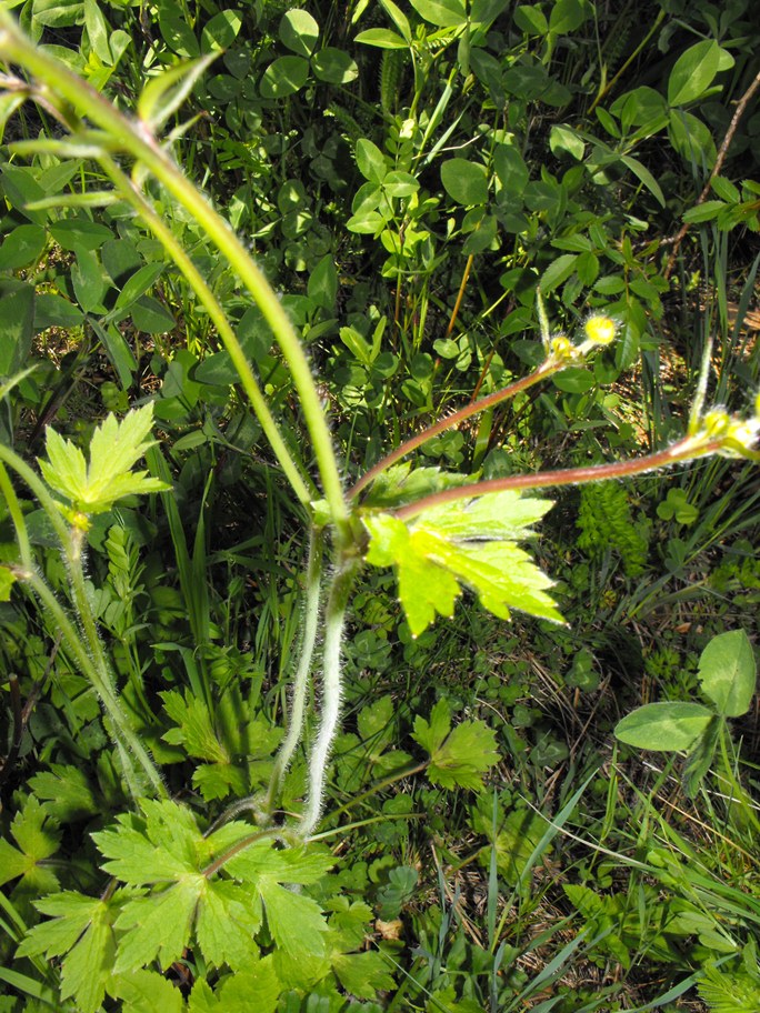 Ranunculus da determinare