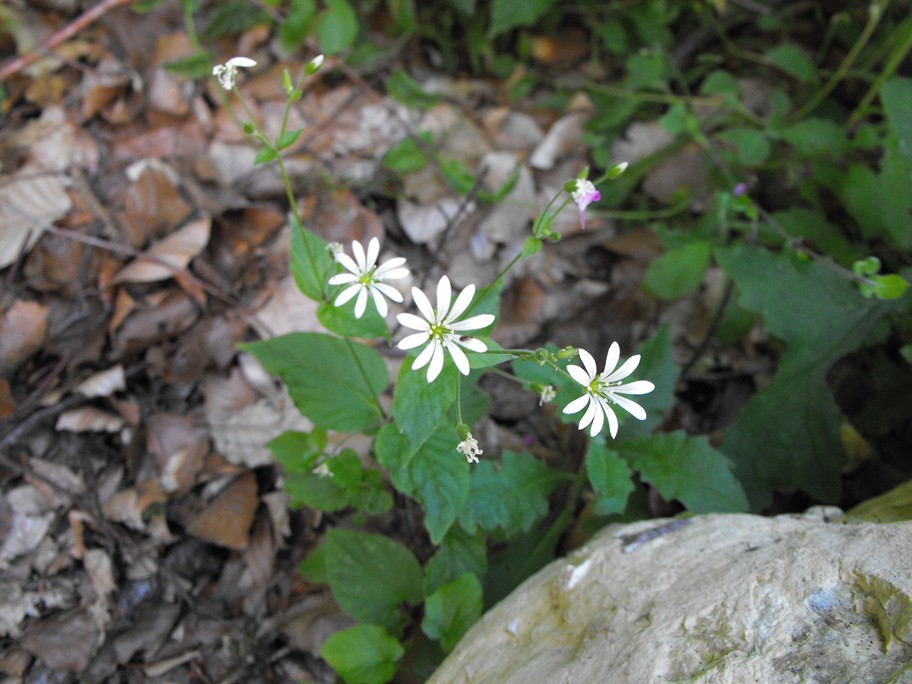 Stellaria nemorum / Centocchio dei boschi