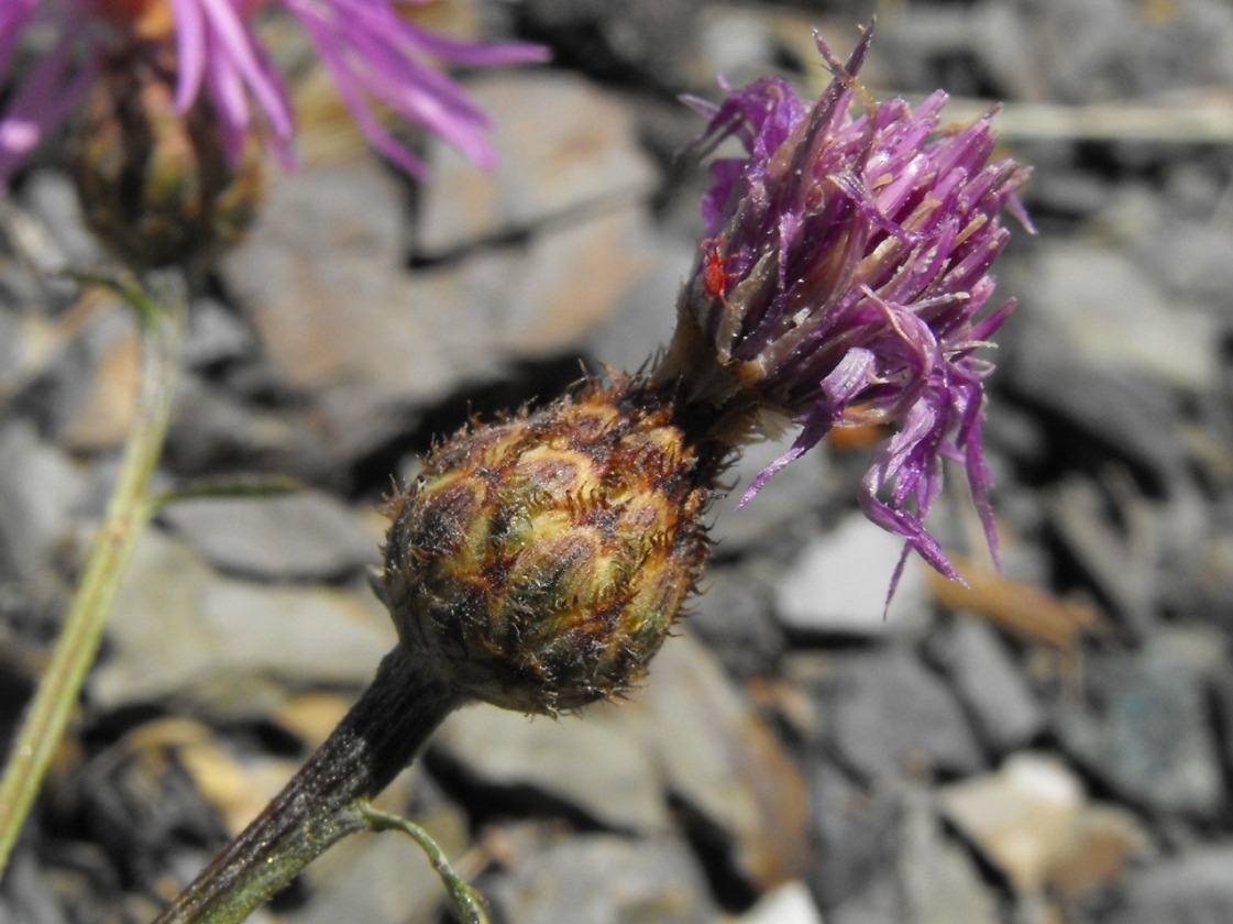 Centaurea scabiosa