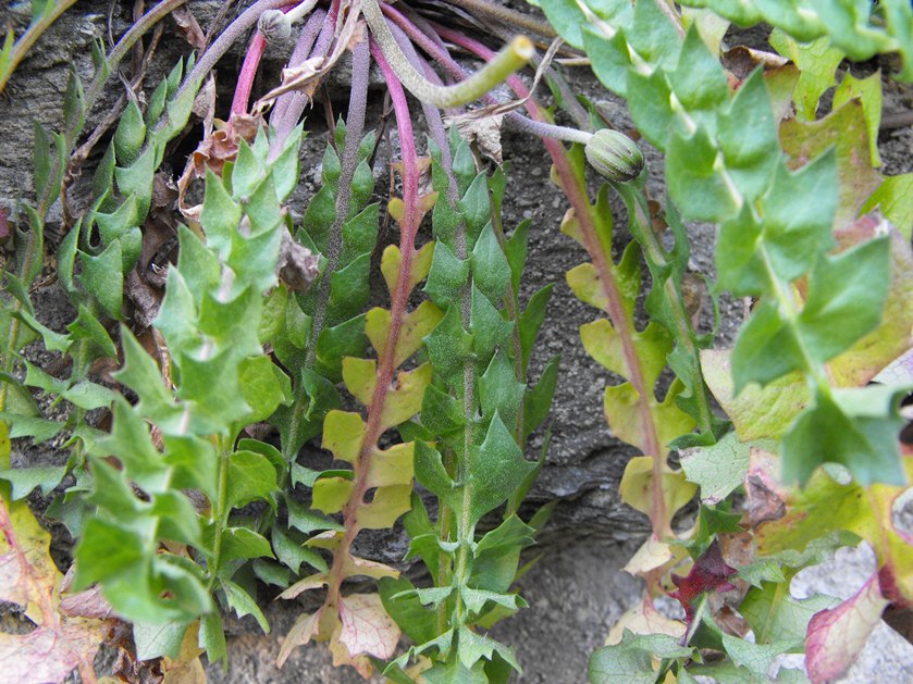 Hyoseris radiata / Radicchio raggiato