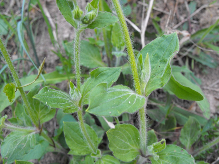 Silene latifolia (=Silene alba) / Silene bianca