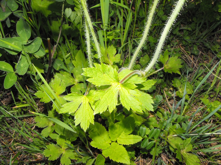 Ranunculus da determinare