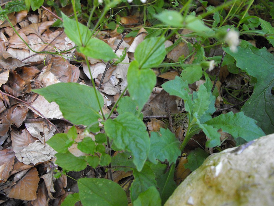 Stellaria nemorum / Centocchio dei boschi