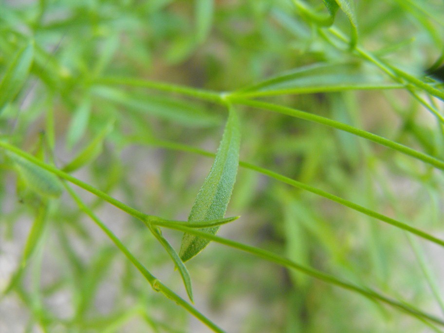 Silene saxifraga