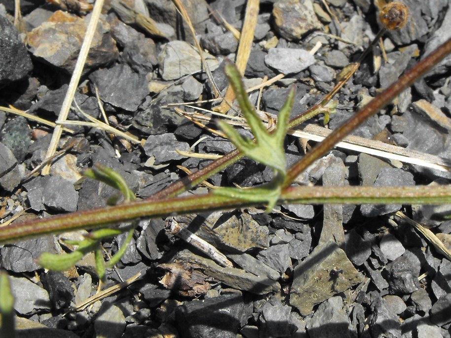 Centaurea scabiosa