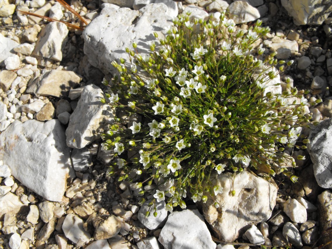 Minuartia verna