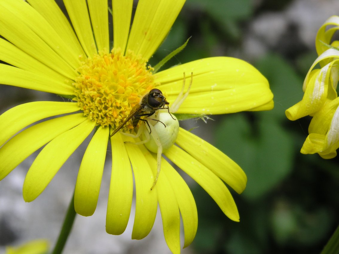 Misumena vatia