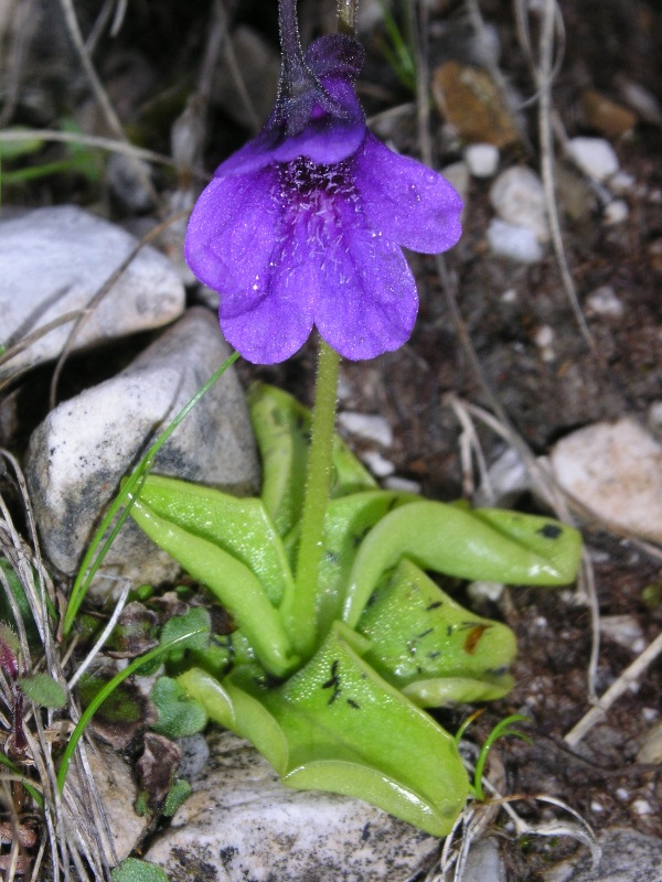 Pinguicula apuana Casper & Ansaldi