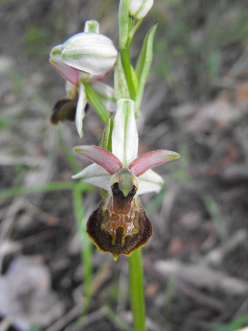 Ophrys exaltata subsp. montis-leonis?