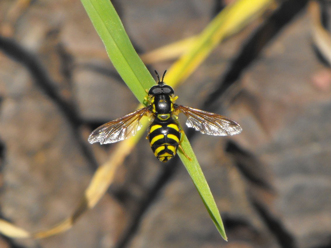 Syrphidae??? Quale Specie???