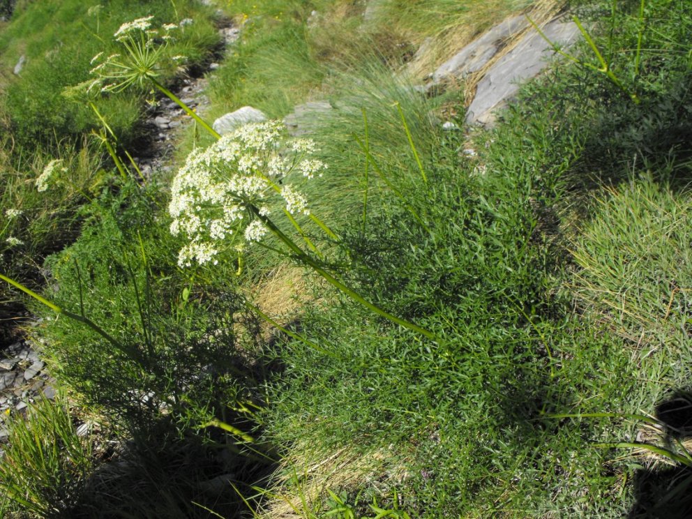 Laserpitium gallicum