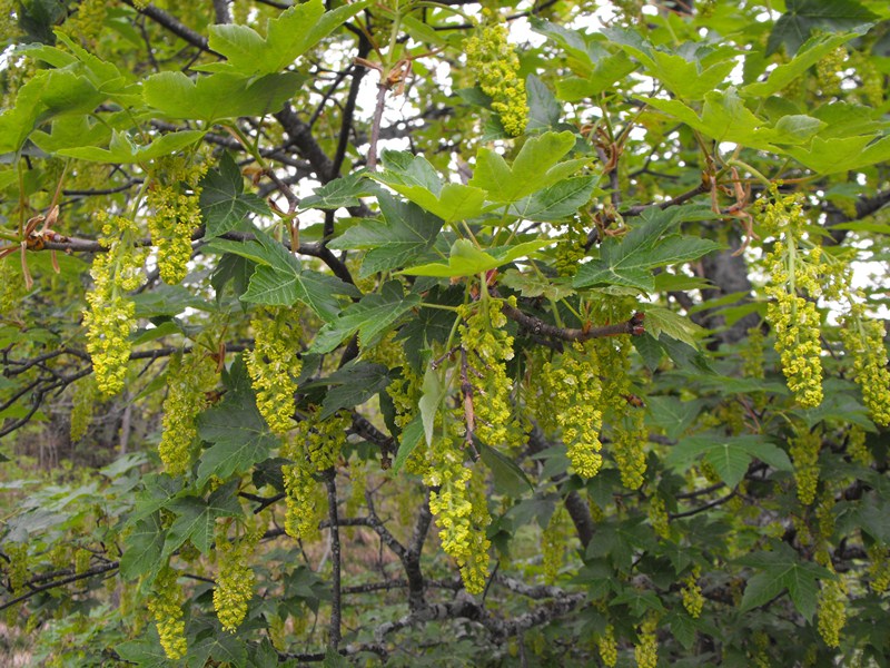 Acer da determinare - Acer pseudoplatanus