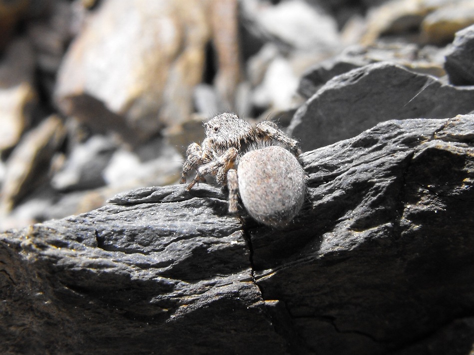 Salticidae