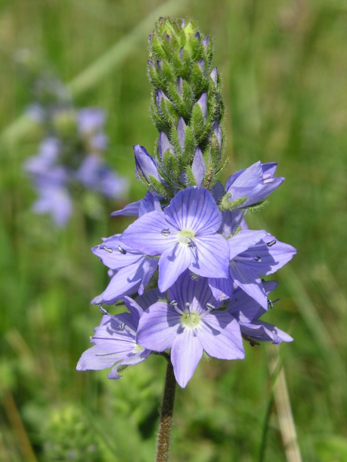 Veronica orsiniana ?