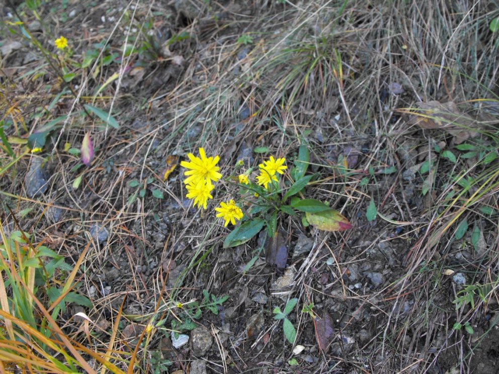 Hieracium sp.