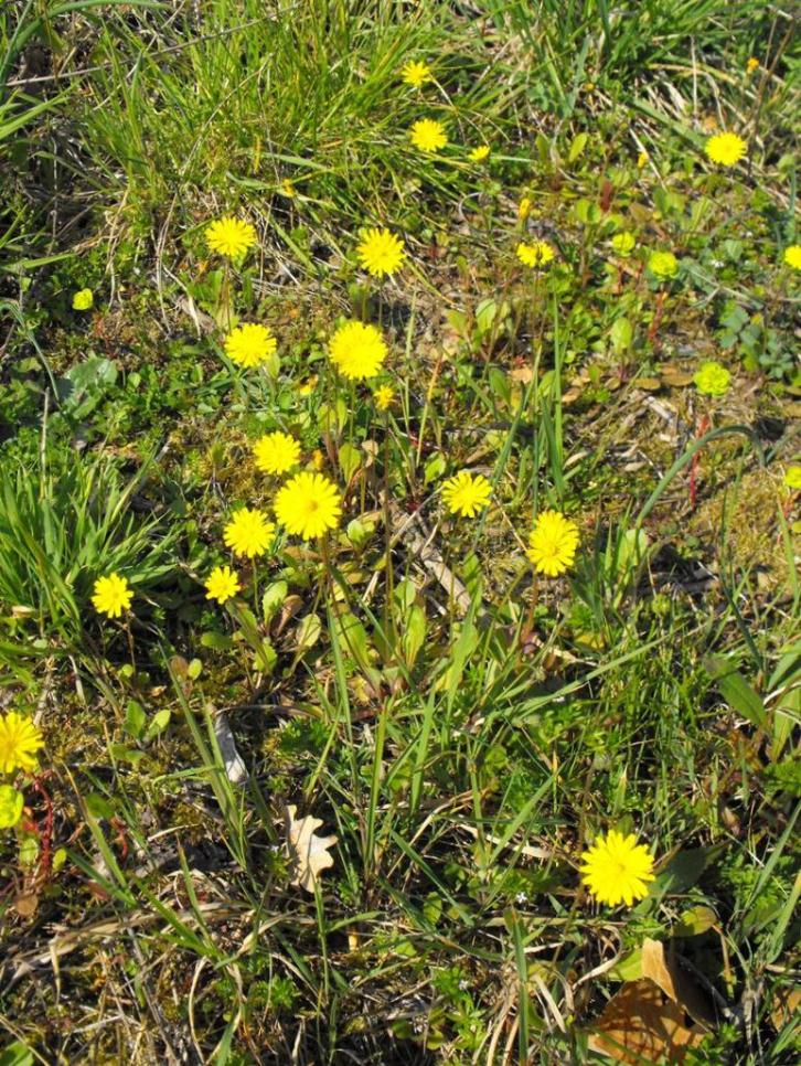 Asteraceae - Crepis sancta (L.) Babc.