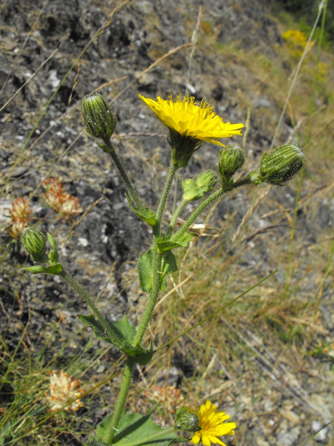 Hieracium amplexicaule / Sparviere a foglie abbraccianti