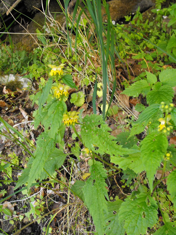 Lamium galeobdolon