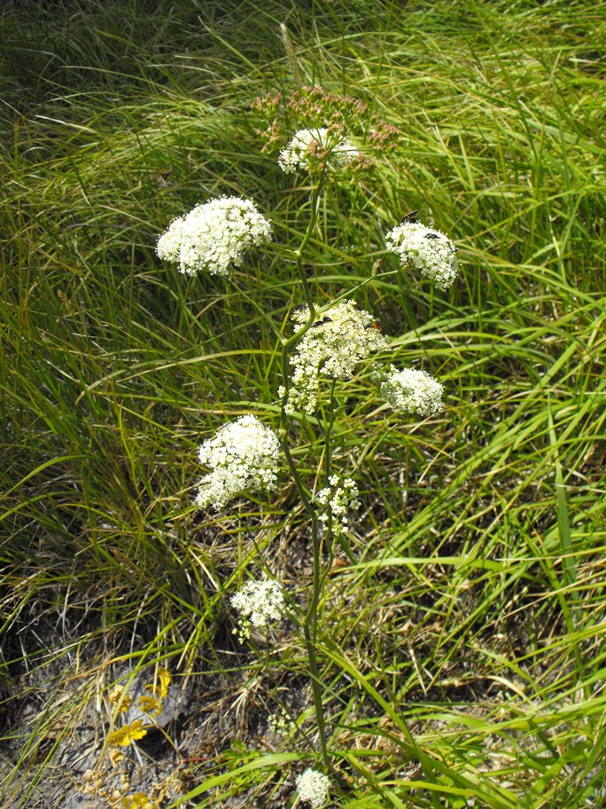 Peucedanum cervaria (=Cervaria rivini ) / Imperatoria cervaria