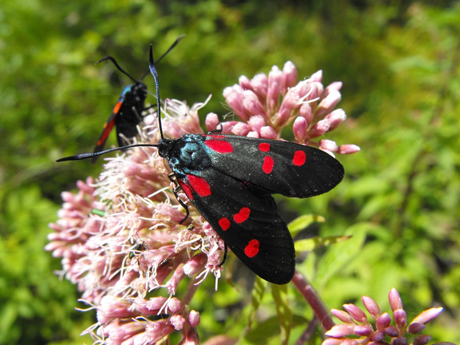 Due specie diverse di Zygaena sullo stesso fiore