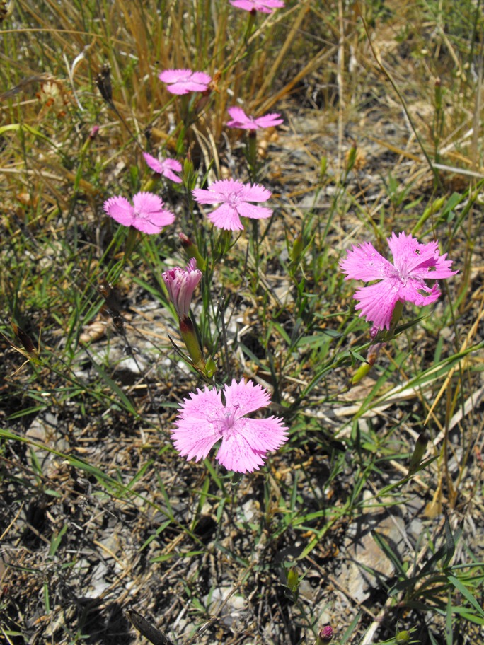 Dianthus seguieri