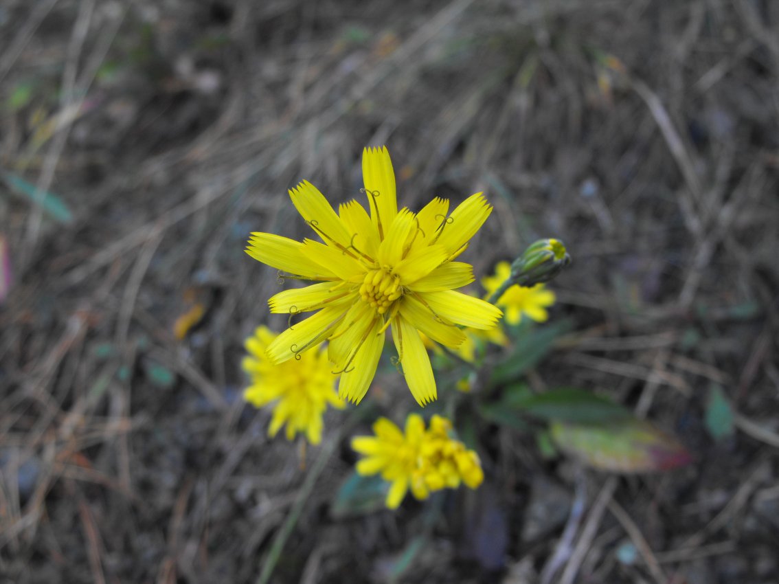 Hieracium sp.