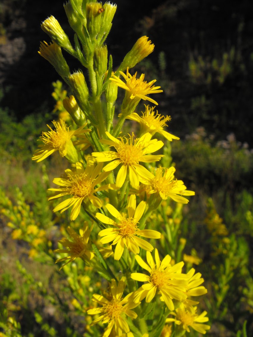 Dittrichia viscosa