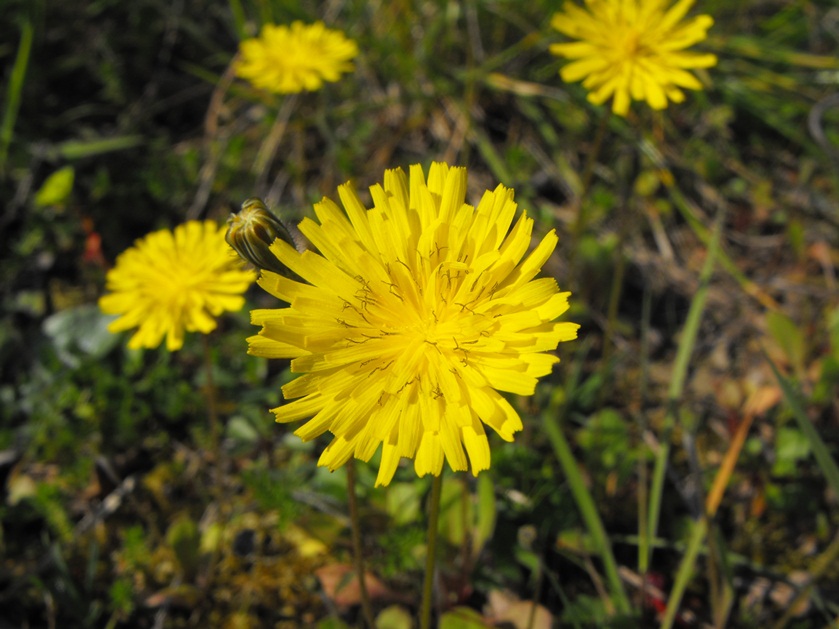 Asteraceae - Crepis sancta (L.) Babc.