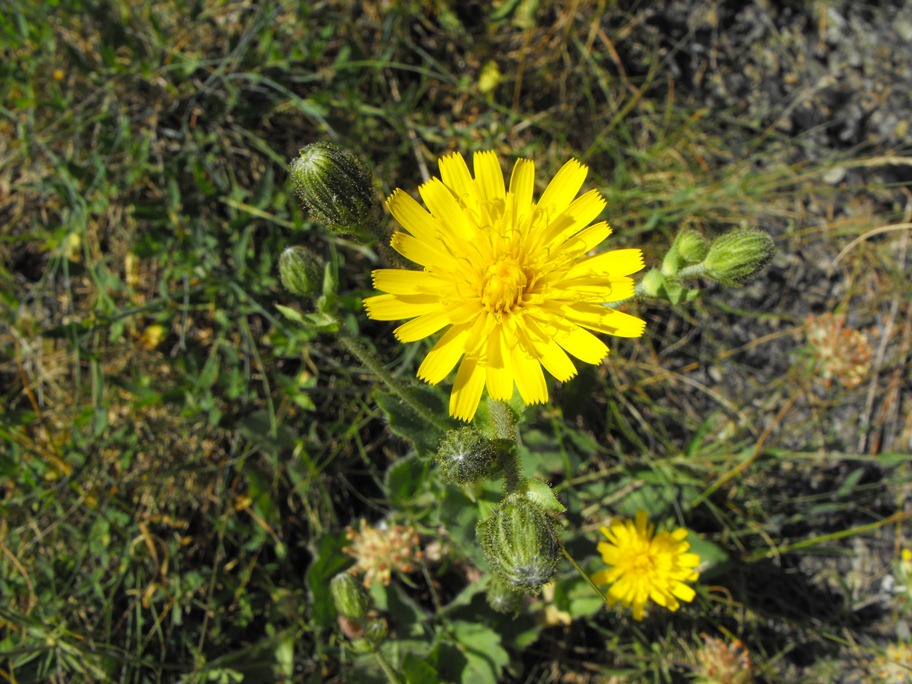 Hieracium amplexicaule / Sparviere a foglie abbraccianti