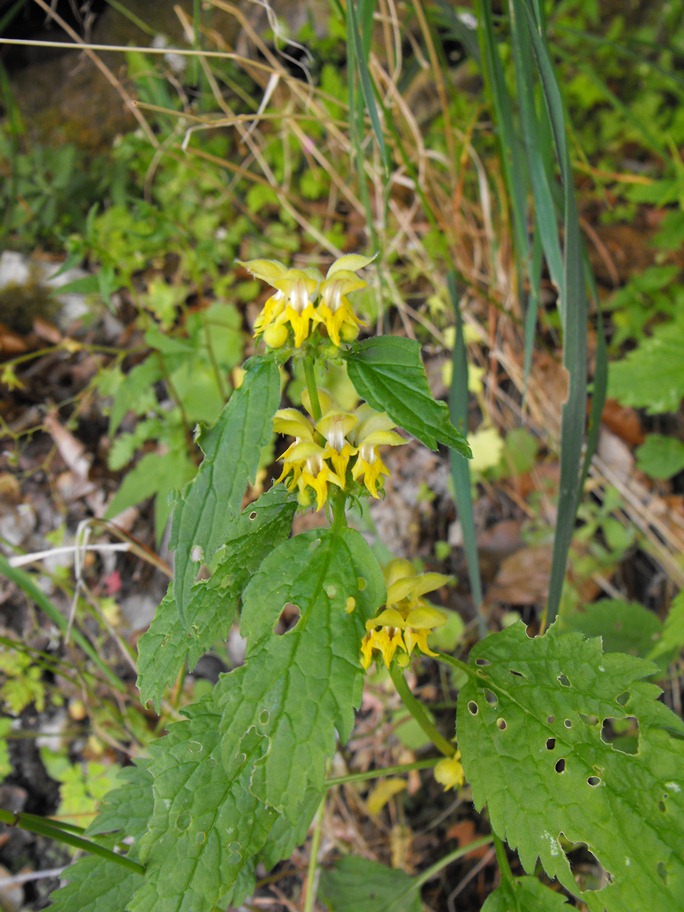 Lamium galeobdolon