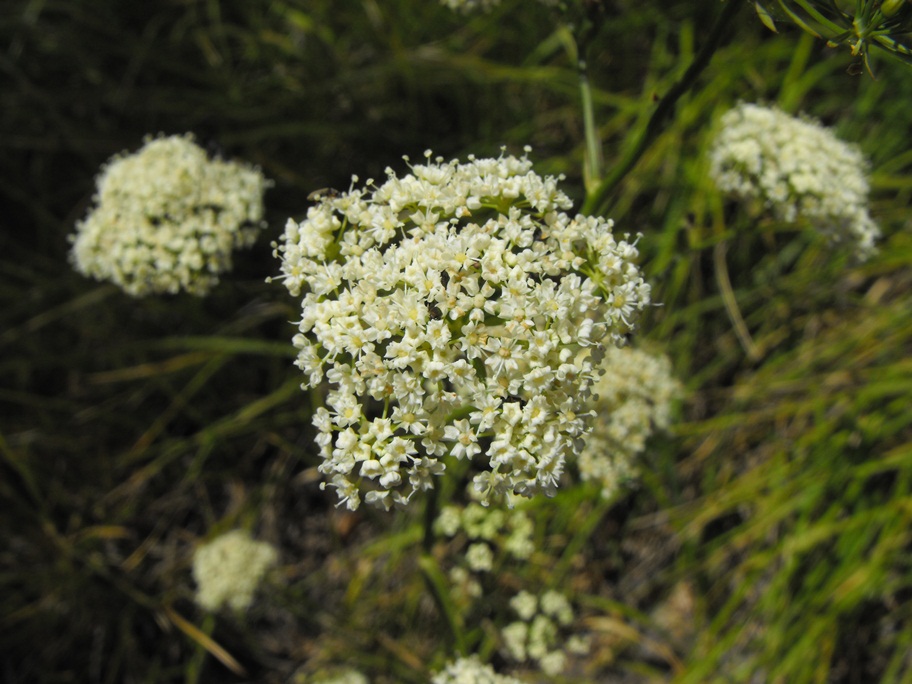 Peucedanum cervaria (=Cervaria rivini ) / Imperatoria cervaria