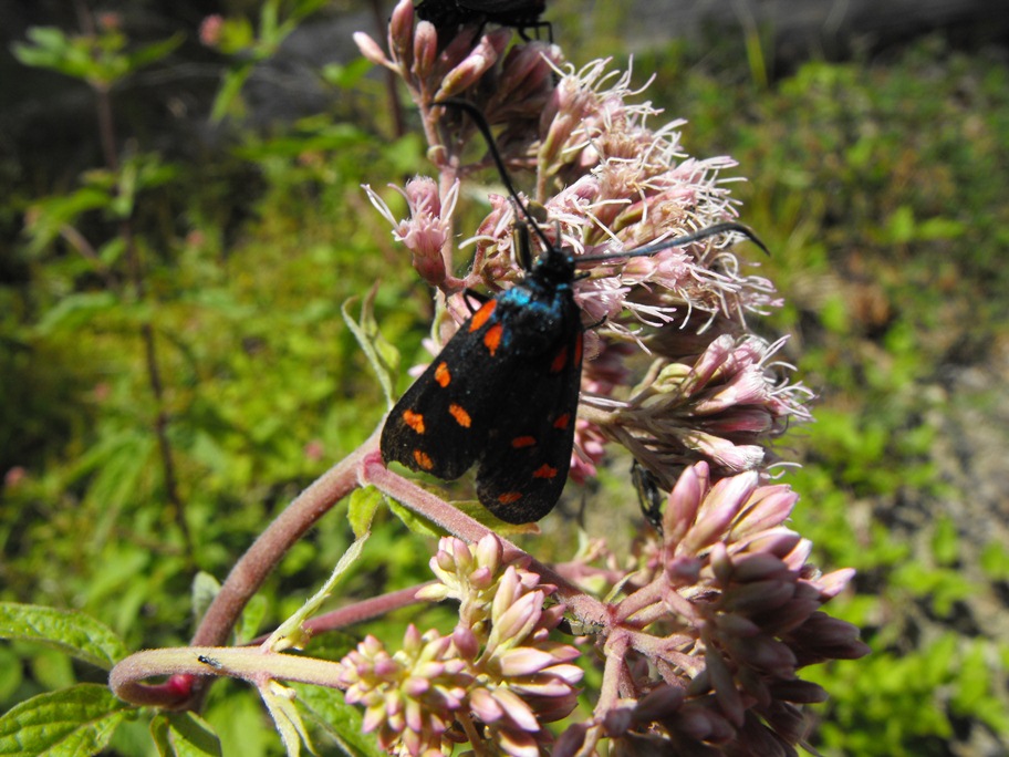 Due specie diverse di Zygaena sullo stesso fiore