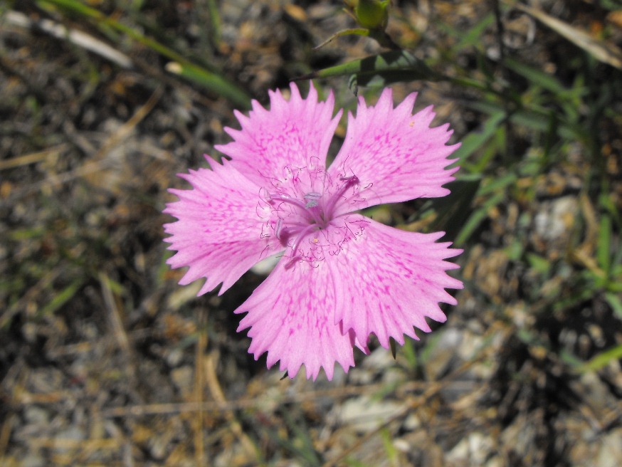 Dianthus seguieri