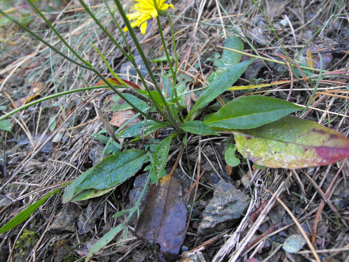 Hieracium sp.