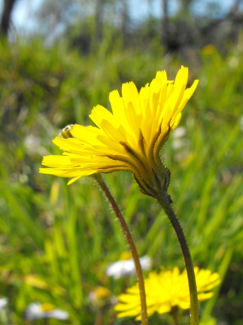 Asteraceae - Crepis sancta (L.) Babc.