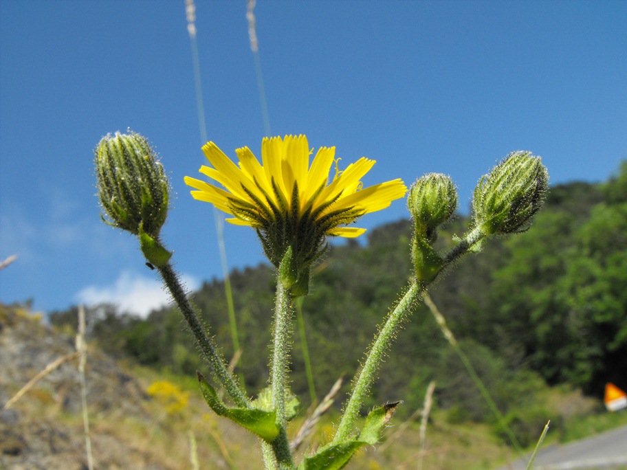 Hieracium amplexicaule / Sparviere a foglie abbraccianti