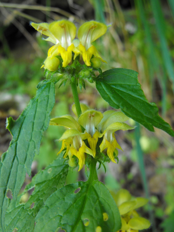 Lamium galeobdolon