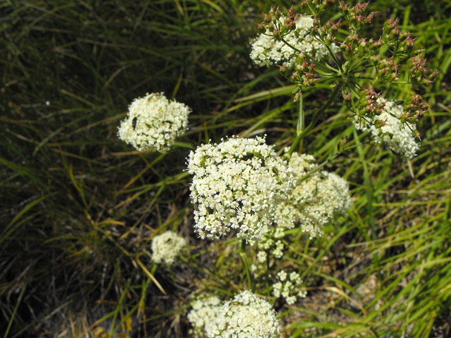 Peucedanum cervaria (=Cervaria rivini ) / Imperatoria cervaria