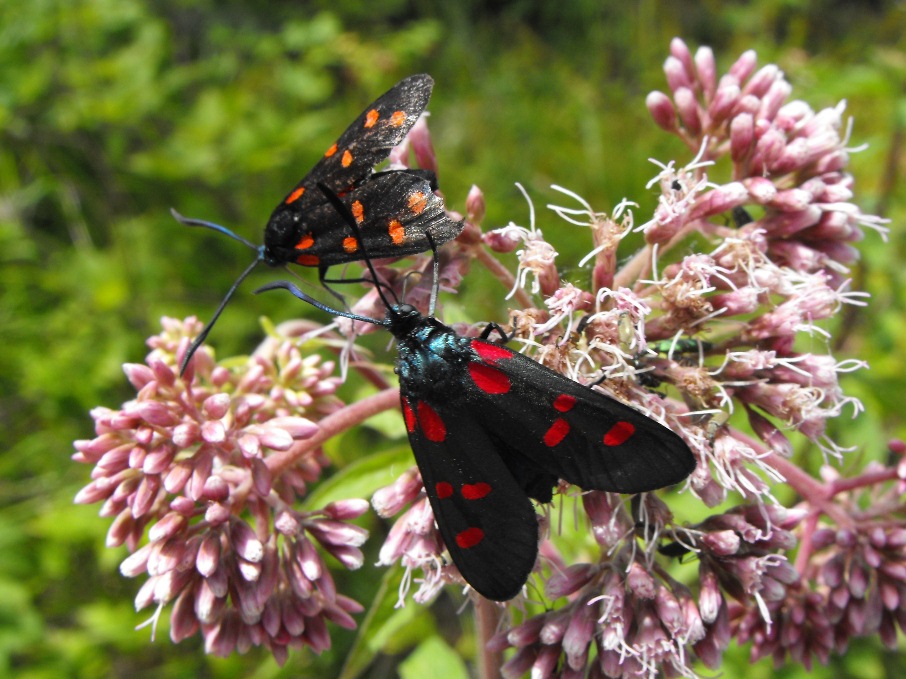 Due specie diverse di Zygaena sullo stesso fiore