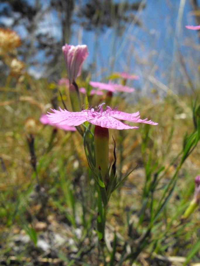 Dianthus seguieri