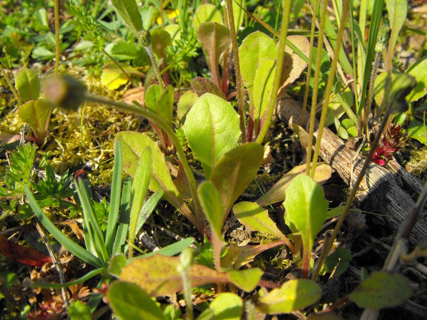 Asteraceae - Crepis sancta (L.) Babc.