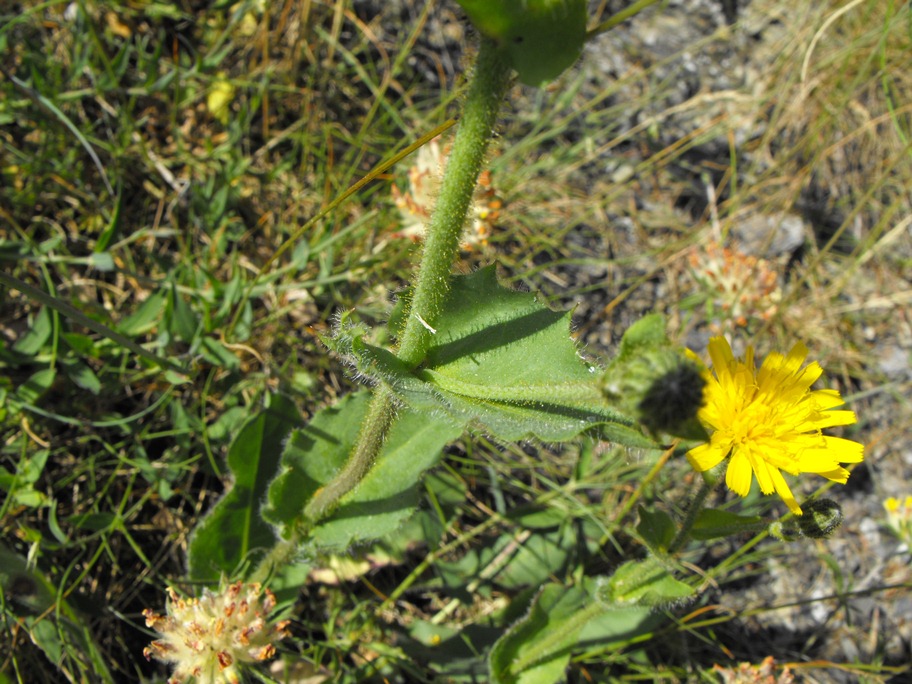 Hieracium amplexicaule / Sparviere a foglie abbraccianti