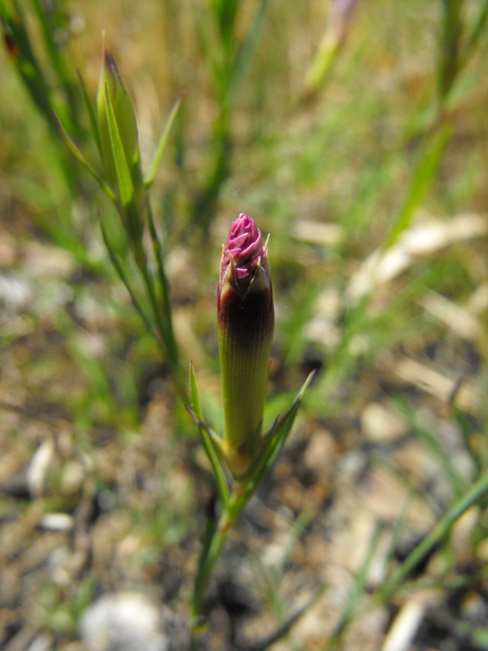 Dianthus seguieri