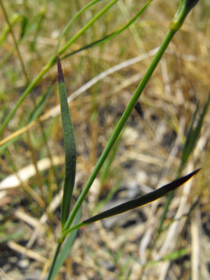 Dianthus seguieri