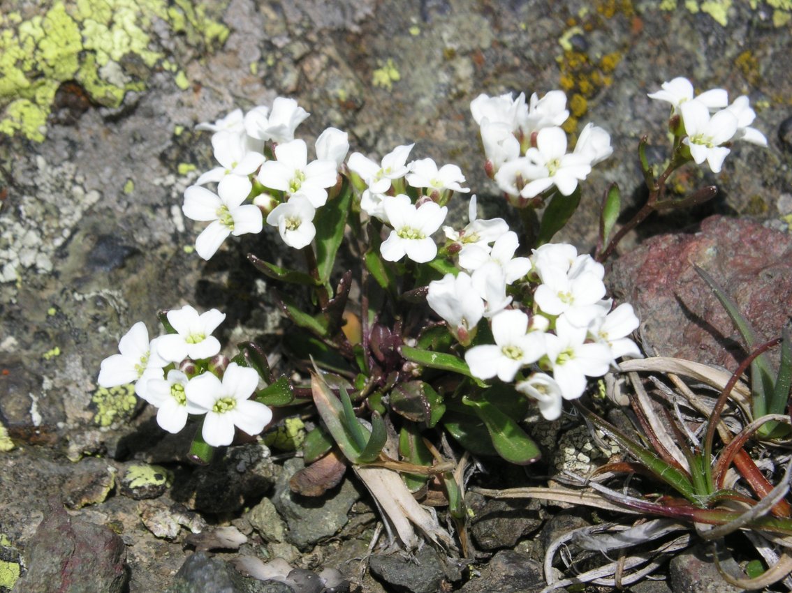 Brassicacea da determinare