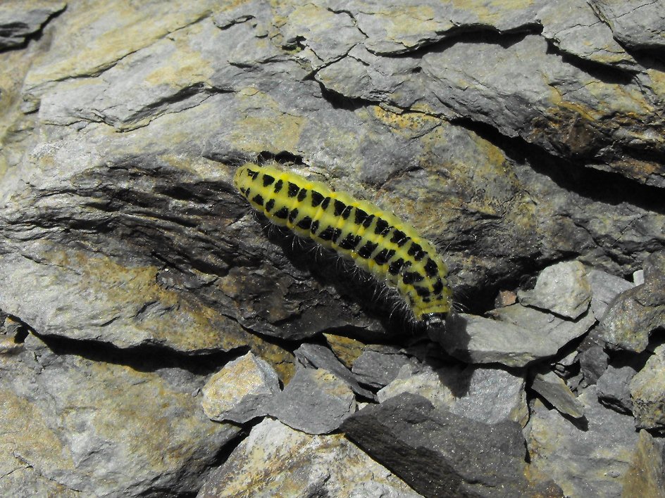 Bruco di Zygaena da determinare